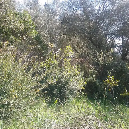 Olive Luxouri Apartment Gazatika