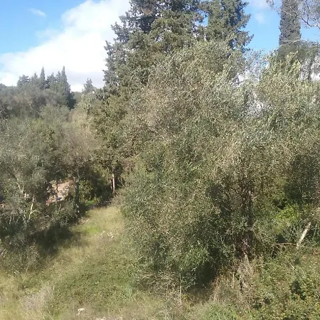 Olive Luxouri Apartment Gazatika