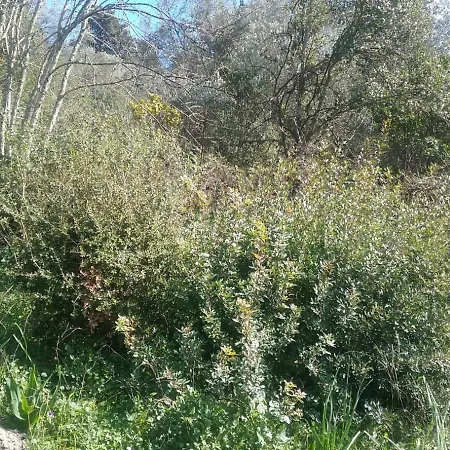 Olive Luxouri Gazatika